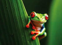 Kalendarz trójdzielny STANDARD – Żabka | J-T 60 BK