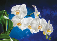 Kalendarz czterodzielny – Orchidea | J-C45BK