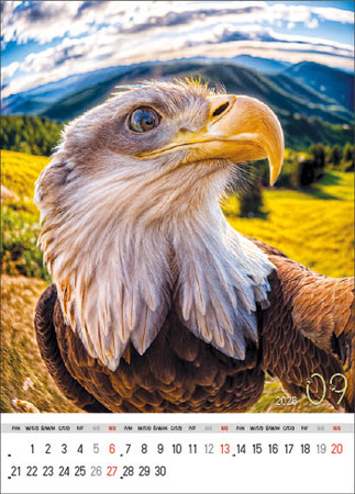 Kalendarz wieloplanszowy STANDARD – Selfie | J-WP 135