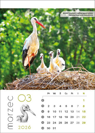 Kalendarz wieloplanszowy STANDARD – Leśne rodziny | J-WP 128