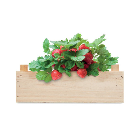 Zestaw do uprawy truskawek STRAWBERRY | MO-MO6506-40