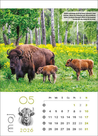 Kalendarz wieloplanszowy STANDARD – Leśne rodziny | J-WP128