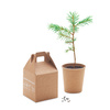Nasiona sosny, torf, doniczka GROWTREE™ | MO-MO6228-13