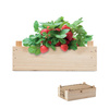 Zestaw do uprawy truskawek STRAWBERRY | MO-MO6506-40