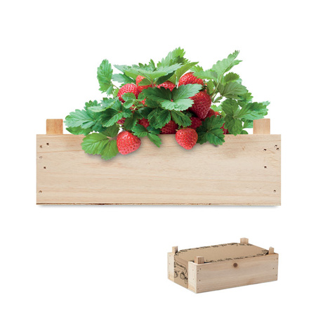 Zestaw do uprawy truskawek STRAWBERRY | MO-MO6506-40
