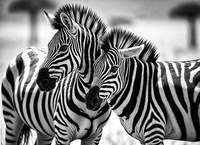 Kalendarz trójdzielny STANDARD – Zebry | J-T 61 BK