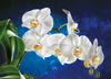 Kalendarz czterodzielny – Orchidea | J-C45BK