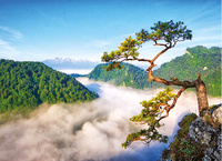 Kalendarz trójdzielny STANDARD – Limba na Sokolicy | J-T 54 BK