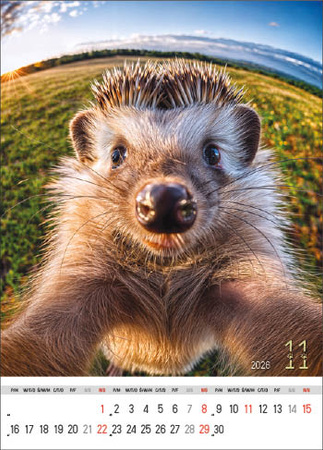 Kalendarz wieloplanszowy STANDARD – Selfie | J-WP 135