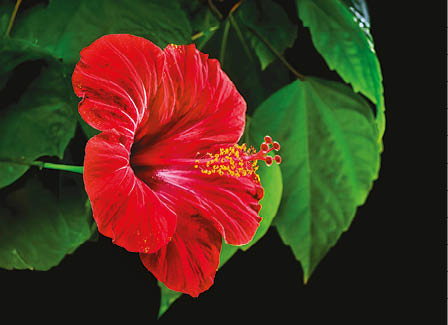 Kalendarz czterodzielny – Kwiat | J-C 76 BK