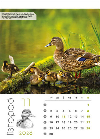 Kalendarz wieloplanszowy STANDARD – Leśne rodziny | J-WP128