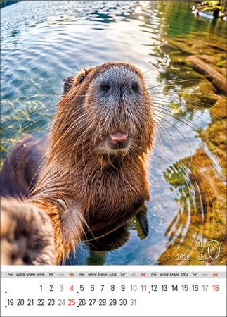 Kalendarz wieloplanszowy STANDARD – Selfie | J-WP 135