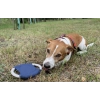 Frisbee dla psa RINGO | BC-20059-03