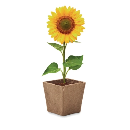 Zestaw do uprawy słonecznika SUNFLOWER KIT | MO-MO2411-13